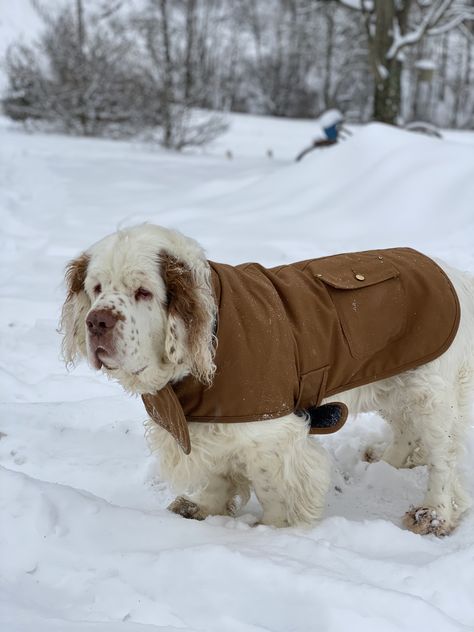 Clumber Spaniel Puppy, Clumber Spaniel, Puppies And Kitties, Pets 3, Pretty Dogs, Pretty Animals, Spaniel Dog, Fluffy Animals, Cute Little Animals