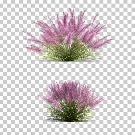 Pink Grass Plant, Pink Muhly Grass Landscapes, Garden Texture, Flowers Architecture, Landscape Architecture Graphics, Tree Photoshop, Pink Grass, Sacred Garden, Grass Background