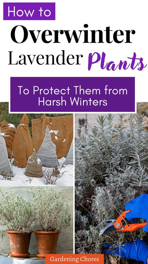 How to Winterize Lavender, care for lavender in winter Things To Do With Lavender Plant, Things To Do With Lavender, Lavender Care, Lavender Plants, Lavender Recipes, Bog Garden, Growing Lavender, Victory Garden, Lavender Garden