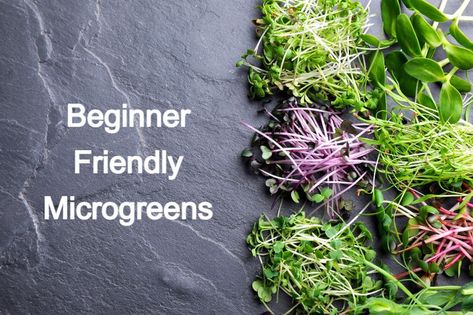 Top 10 Microgreens To Grow For Beginners Broccoli Microgreens, Radish Microgreens, Microgreens Garden, Microgreens Recipe, Wheat Grass Shots, Kale Plant, Broccoli Benefits, Growing Sprouts, Clover Seed