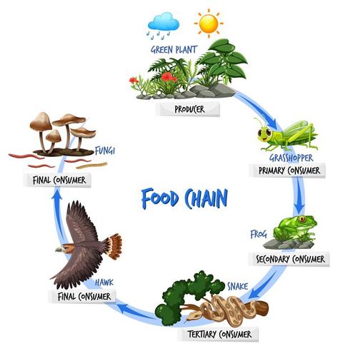 Food chain diagram concept | Free Vector #Freepik #freevector #tree #education #nature #cartoon Food Chain Science Project, Food Chain Project For Kids, Food Chain Drawing, Forest Food Chain, Food Chain Project, Animal Food Chain, Food Webs Projects, Food Chain Diagram, Simple Food Chain