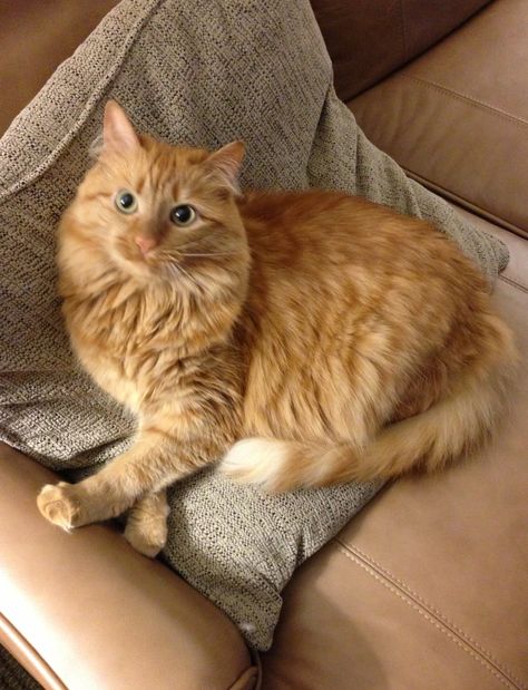 Mary.  Beautiful longhair ginger cat. Orange tabby. Long Haired Ginger Cat, Long Hair Orange Tabby Cat, Long Hair Ginger Cat, Manecoon Cat Orange, Orange Longhair Cat, Orange Female Cat, Long Haired Orange Cat, Ginger Ragdoll Cat, Long Hair Orange Cat