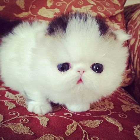 Persian Kitten By: Unknown #cute #cuteanimal #adorable #adorableanimal #animals #babyanimals #babyanimals #cat #cats #catsofinstagram #kitten #kittens #kitty #persiancat #persiancats #persiankitten #persiankittens #pets #followback #cat Kitten Videos, Persian Kitten, Cat Vs Dog, Persian Cats, Persian Kittens, Cat Claws, Funny Dog Videos, Persian Cat, Heart Melting