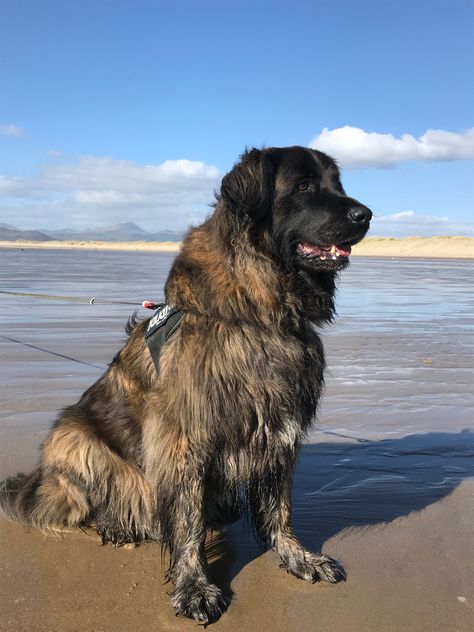 Harlech beach March 2019 Dog Tongue, Dogs Portraits, Estrela Mountain Dog, Leonberger Dog, Giant Dog Breeds, Livestock Guardian, Lion Dog, New Dog, Water Dog