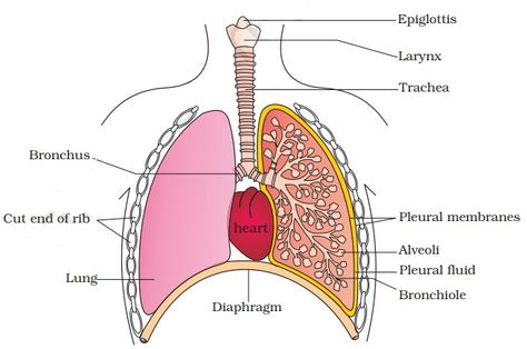 Human Respiratory System Diagram Class 10 With Labels And Explanation Respiratory System Drawing Easy, Human Respiratory System Diagram, Respiratory System Diagram, Neuron Diagram, Digestive System Diagram, Thoracic Cavity, Human Respiratory System, Cell Diagram, Class 10 Science