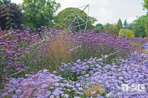 PERENNIAL BORDERS WITH ASTER X FRIKARTII 'MONCH' AND VERBENA BONARIENSIS AT HARLOW CARR GARDENS..., Stock Photo, Picture And Rights Managed Image. Pic. GWG-RC2188 | agefotostock Aster Frikartii Monch, Aster Monch, Autumn Border, Perennial Borders, Flower Species, Verbena Bonariensis, Perennial Border, Drought Tolerant Plants, Plant Combinations