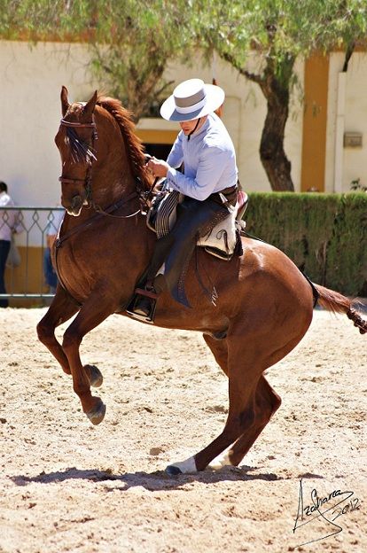 Azteca horse Pura Raza Espanola Yeguada Herrera Caballos Espanoles Caballos Bailadores Andalusian Lusitano Lippizzaner spanish horse Piccador Vaquero Charro Iberian Horse, Lippizaner, Horses Photography, Wilde Westen, Andalusian Horse, Web Images, Horse Trailer, Horse Equestrian, Equestrian Life