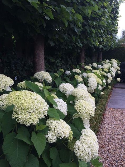 Hydrangeas Landscaping, Hydrangea Landscaping, Backyard Gardens, Landscaping Design Ideas, White Hydrangeas, Hydrangea Garden, White Garden, Landscaping Design, White Gardens