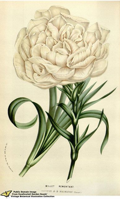 Gilly Flower. Dianthus caryophyllus L. var. Souvenir de Ma… | Flickr Cottage Wall Art, Healing Power Of Nature, French Wall Art, Antique Wall Art, Art Cottage, Stella Maris, Art Deco Illustration, Flower Illustrations, Medieval Houses