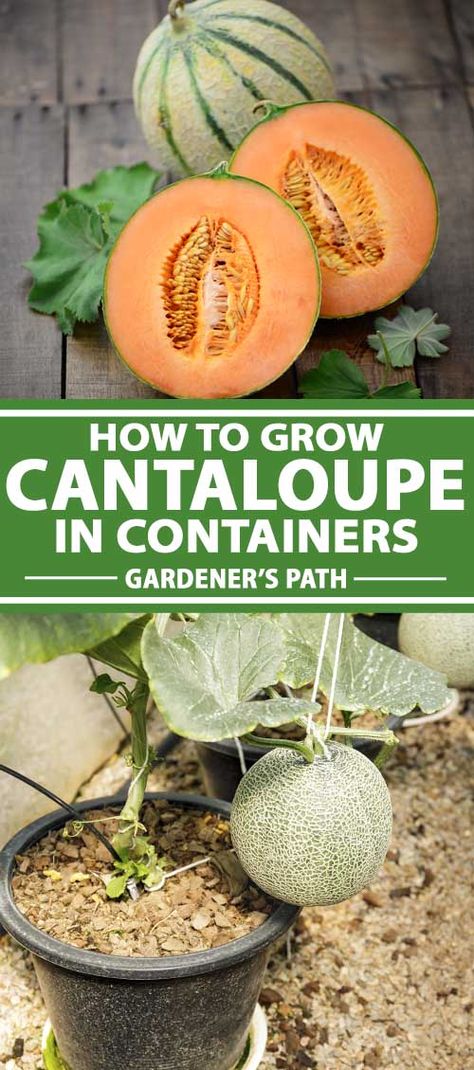 Planting Cantaloupe, How To Grow Cantaloupe, Grow Cantaloupe, Planting In Pots, Container Gardening Fruit, Growing Melons, Growing Vegetables In Pots, Bucket Gardening, Backyard Vegetable Gardens