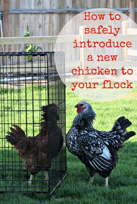 How to Introduce a New Chicken into your Existing Flock Chicken Flock, Keeping Chickens, Building A Chicken Coop, Chickens And Roosters, Chicken Diy, Diy Chicken Coop, Backyard Farming, Chicken Breeds, Pet Chickens