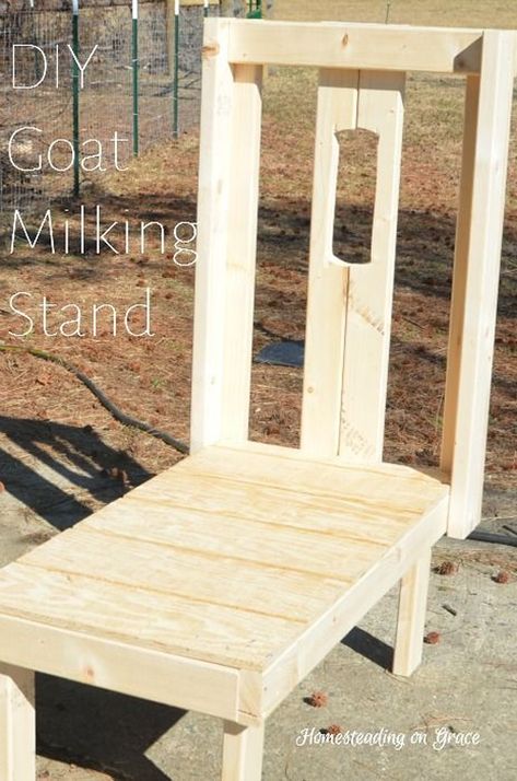 DIY Goat Milking Stand - makes milking and grooming your goats way easier... #goats #diy #homesteading Goat Kidding Pen, Sheep Homestead, Goat Stand, Goat Sweater, Goat Milking Stand, Keeping Goats, Goat Shelter, Goat Pen, Goat Milking