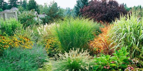 Grass Landscaping Ideas, Landscaping With Ornamental Grasses, Landscape Grasses, Grass Landscaping, Flower Tips, Autumn Leaf Color, Ornamental Grass, Prairie Garden, Types Of Grass