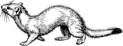 Ermine - Openclipart Silouette Tattoo, Mink Animal, Realistic Animal Drawings, Drawing Clipart, Free For Commercial Use, Arte Animal, Animal Figures, White Art, Ink Art