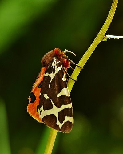 Garden Tiger Moth Garden Tiger Moth, Amazing Insects, Tiger Moth, Moth Wings, Tattoo Illustration, Moon Flower, Pic Ideas, Beautiful Butterflies, In The Garden