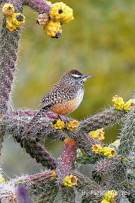 Cactus wren standing on Cholla cactus fruit here on the Sonoran desert. Saddlebrooke, Arizona, USA. Photo shared by Parks Squyres. Arizona Birds, Warrior Cats Clans, Cactus Fruit, Cactus Wren, Cholla Cactus, Desert Flowers, Watercolor Cactus, Arizona Usa, Sonoran Desert