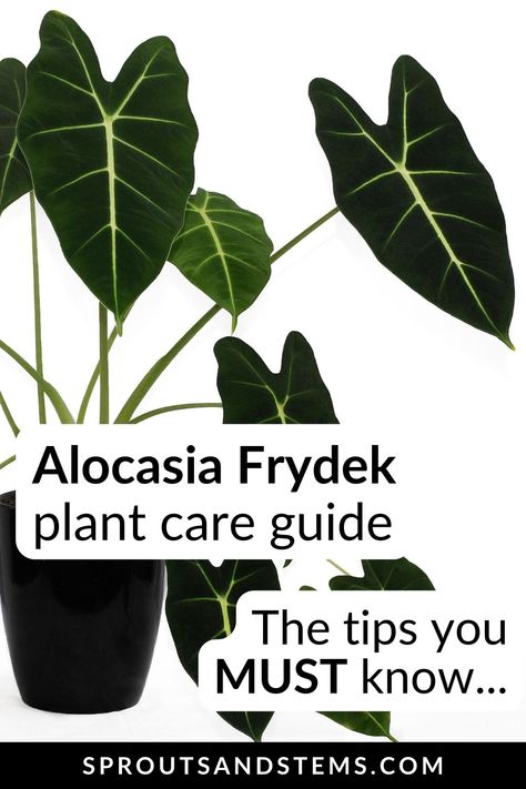 Discover the keys to Alocasia Frydek plant care. This guide provides all the information you need for a healthy plant! Alocasia Polly Plant Care, Frydek Alocasia, Alocasia Plant Care, Alocasia Care, Alocasia Frydek, Plant Eater, Alocasia Plant, Houseplant Care, Plant Care Tips