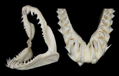 https://flic.kr/p/kwLgGe | Mâchoires de Requin Mako / Mako Shark Jaws (Isurus oxyrinchus) | Mâchoires de Requin Mako / Mako Shark Jaws (Isurus oxyrinchus) Jaws and close-up of teeth showing the different rows emerging from the jaw. en.wikipedia.org/wiki/Shortfin_mako_shark Classe : Chondrichthyes Ordre : Lamniformes Famille : Lamnidae Genre : Isurus Shark Skull, Shortfin Mako Shark, Human Body Shape, Shark Jaw, Anatomy Bones, Shark Mouth, Shark Jaws, Teeth Art, Fish Skeleton