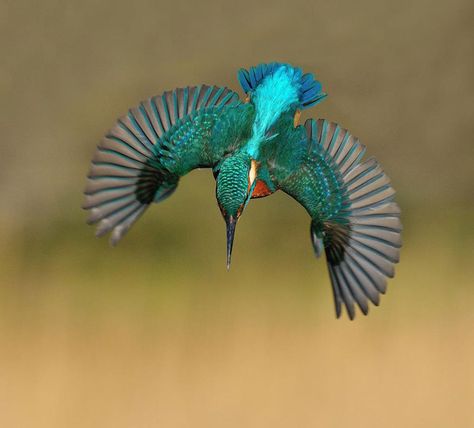 After 6 Years And 720,000 Attempts, Photographer Finally Takes Perfect Shot Of Kingfisher | Bored Panda Kingfisher Tattoo, Common Kingfisher, Tattoo Nature, Photo Animaliere, Kingfisher Bird, Bird Flying, Bird Pictures, Exotic Birds, Pretty Birds