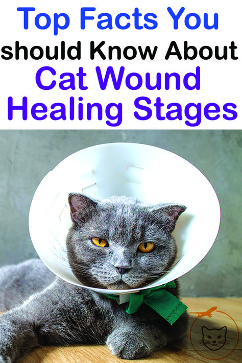 Scientists and medical practitioners think of wound healing in a number of Phases. In fact, we can divide cat wound healing into four major stages. #Cat_Wound_Care Cat Wound Care, Natural Wound Care, Cat Wounds, Cats Health, Top Facts, Cat Medicine, Spoiled Cats, Natural Pet Care, Dog Wound