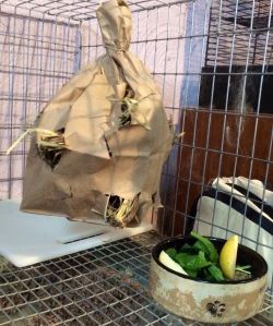 Parrot Enrichment, Diy Rat Toys, Diy Bunny Toys, Gerbil Toys, Rattus Rattus, Ty Animals, Coats For Winter, Animal Enrichment, Pet Rabbit Care