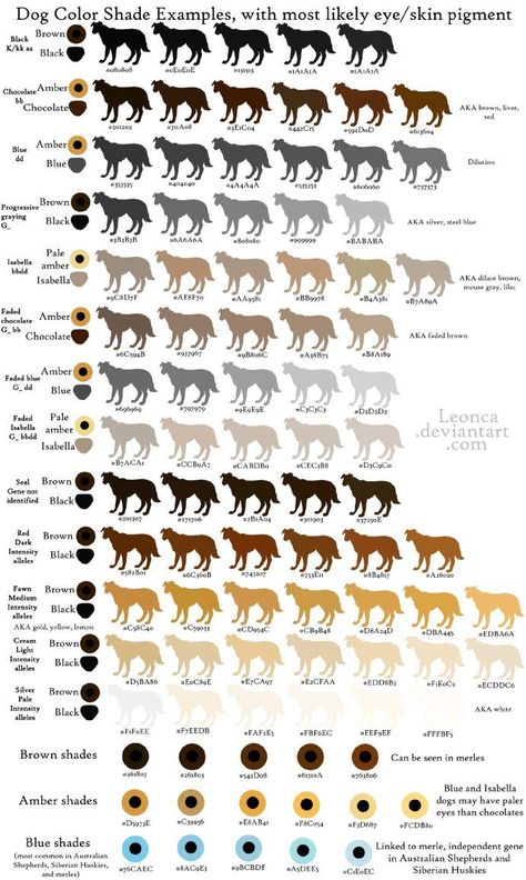 Tan points consist of red hairs, which means their density/shade is determined by the dog's chinchilla (CC) gene. Description from deviantart.com. I searched for this on bing.com/images Albino Cat, Frozen Dog Treats, Dog Anatomy, Miniature Schnauzer Puppies, Dog Light, Frozen Dog, Most Popular Dog Breeds, Dog Info, Dog Eyes