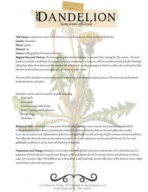 https://drive.google.com/file/d/0B0KnNmfNfzc8TmxIcVhhcUNrd2s/edit?usp=sharing Herbal Correspondences, Potion Ingredients, Egiptul Antic, Magickal Herbs, Witch Herbs, Magia Das Ervas, Taraxacum Officinale, The Dandelion, Magic Herbs