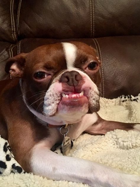 Boston Terrier happy face! Brown Boston Terrier, Brindle Boston Terrier, Boston Terrier Puppies, Red Boston Terriers, Cute Boston Terrier, Boston Terrier Funny, Cute Puppy Breeds, Puppy Grooming, Fishing Store