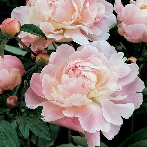 Fragrant Shirley Temple Double Peony Peony Flower, Beautiful Blooms, Flower Photos, Pink Peonies, Dream Garden, Love Flowers, Garden Inspiration, Pretty Flowers, In The Garden