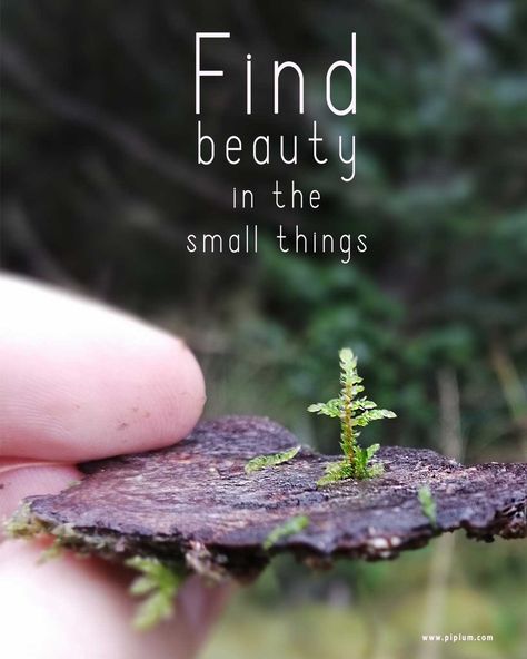 Beauty In Small Things Quotes, Beautiful Small Quotes, Quotes For Plants, Plant Quotes Life Inspiration Thoughts, Plant Quotes Life Inspiration, Small Life Quotes, Plants Quotes Life Inspiration, Nature Life Quotes, Small Things Quote