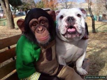 25 Monkeys That Are Obsessed With Dogs Bulldog Pics, Bulldog Funny, British Bulldog, Animals Friendship, English Bulldog Puppy, A Monkey, Monkeys Funny, Puppies Funny, Animal Books