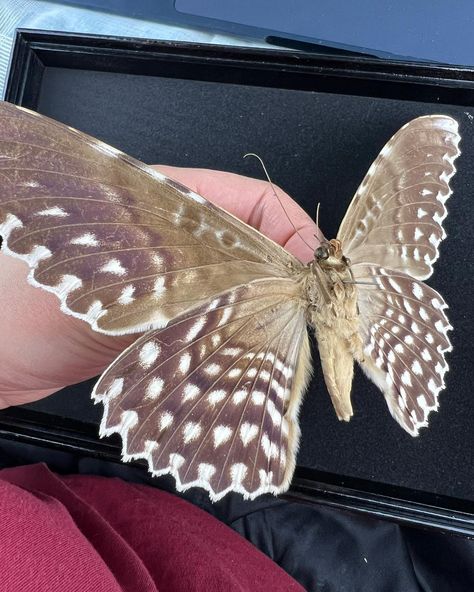 The backside of the White Witch Moth (Thysania Agrippina) from Brazil 1968. #whitewitchmoth #mystic #moth #motherearth #nature #photography #brazil #entomology #moth #mothcollection #butterfly #butterfly #butterflycollection #taxidermy #insect #curiosa #oddities #webshop #worldwideshipping #photography #macrophotography #beetle #bugs #art #bugslife #smallbusiness #entrepreneur #artwork #giftideas #homeinspo White Witch Moth, Witch Moth, Bugs Art, The White Witch, Butterfly Butterfly, White Witch, Love Bugs, Taxidermy, Macro Photography