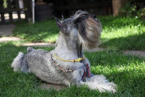 Schnauzer Haircuts, The Best Haircut, Standard Schnauzer, Farm Dogs, Schnauzer Dog, Schnauzer Puppy, Real Dog, Schnauzer Dogs, Dog People