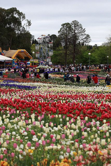 Canberra Aesthetic, Canberra Australia, Capital Cities, Canberra, Capital City, Interior And Exterior, Dolores Park, New Zealand, Globe