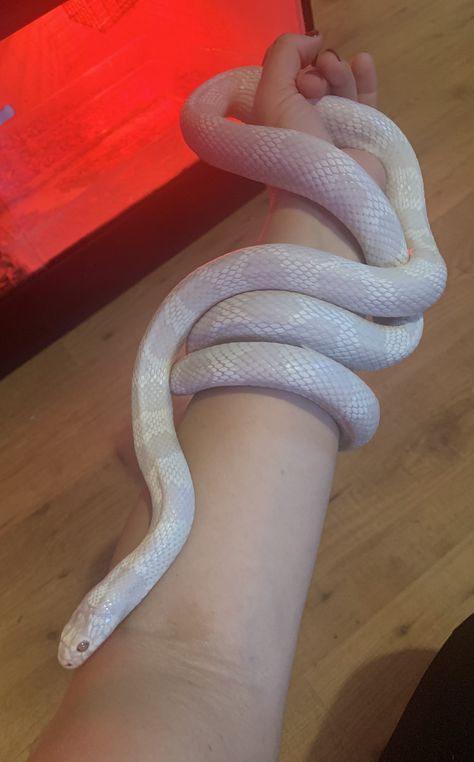 Corn Snakes, Snake White, Black Corn, Snake Turtle, Milk Snake, Animals Aesthetic, Snake Tank, Pretty Snakes, White Animals