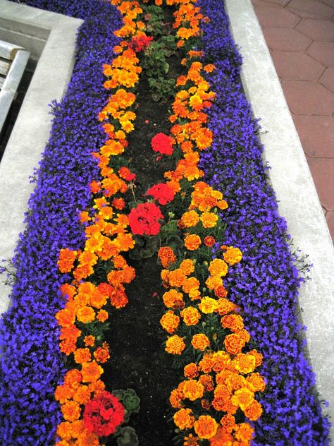 By Mary Hinkley, an Alaska Master Gardener in Tok, Alaska       I believe in marigolds.  Though marigold’s pest resistant qualities are mentioned on many of their seed packets, I feel they’re under rated. Most of my raised beds have a marigold border. This serves two purposes; the garden is beautifu Tok Alaska, Deck Gardens, Marigolds In Garden, Flower Bed Designs, Front Garden Design, Front Yard Garden Design, Garden Wallpaper, Rock Garden Landscaping, Garden Types