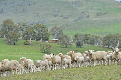 Sheep in Ranch. Ranch sheep farming in Australia stock images New Zealand Farm, Sheep Ranch, Sheep Farming, Ranch Farm, Sheep Farm, Choose Joy, Baby Family, Family Farm, Farm Life