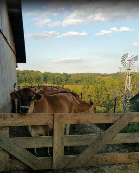 Don't forget, you're on a farm. This means you'll get to see the herd of Jersey cows on-site that produce the dairy for this farmstead's incredible cheese. Country Farm Aesthetic, Farmboy Aesthetic, Apocalypse Farm, Farmstead Aesthetic, Cottage Core Mansion, Farm Goals, Western Cottagecore, Farm Aesthetic, German Wine