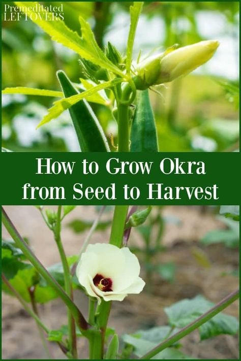 Thinking about growing okra in your garden? This guide on how to grow okra will help you care for your okra plants from seed to harvest. Included are tips on planting okra seeds, planting okra seedlings, harvesting okra, and storing the okra you've harvested. There are also tips on growing okra in containers. Harvesting Okra, Planting Okra, Okra Companion Planting, Grow Okra, Growing Okra, Okra Plant, Okra Seeds, Seeds Planting, Small Vegetable Gardens