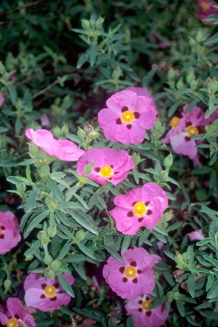 Pink Perennials, Front Yard Plants, Rock Rose, Mediterranean Plants, Best Perennials, Sun Perennials, Dry Garden, Gravel Garden, Garden Shrubs