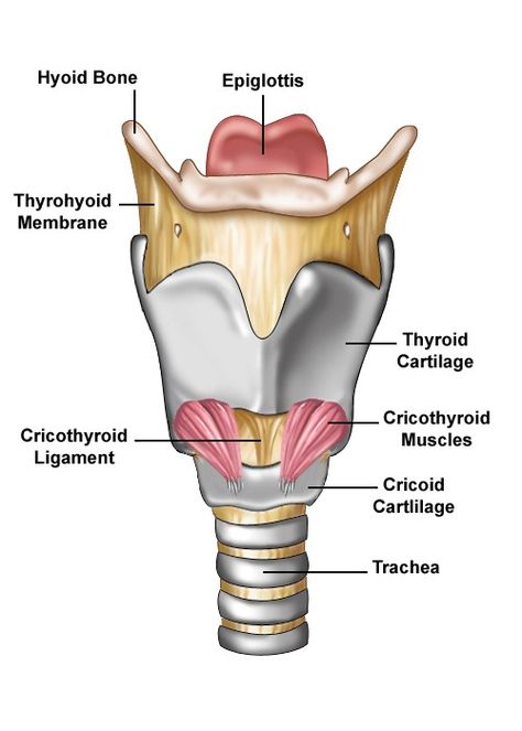 Anterior view of larynx. Vocal Anatomy, Slp Anatomy, Speech Anatomy, Anatomi Dan Fisiologi, Learn Anatomy, Nerf Vague, Communication Disorders, Voice Therapy, Embroidery Things