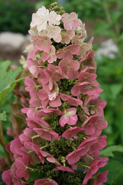 Jetstream Hydrangea Hydrangea Picture, Compost Container, Types Of Hydrangeas, Hydrangea Quercifolia, Oakleaf Hydrangea, Hydrangea Care, Gardening Design, Growing Hydrangeas, Hydrangea Garden