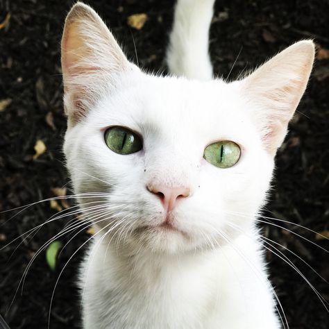 White cat with green eyes 😻 #KSO White Cat Green Eyes Aesthetic, Russian White Cat, White Cat With Green Eyes, Cat Green Eyes, Cat With Green Eyes, Makoto Tachibana, White Cats, Pet Stuff, Cat Names