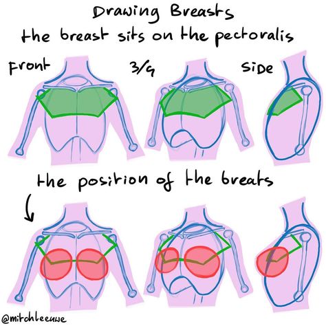 Mitch Leeuwe on Instagram: “Drawing breasts! These steps helped me understand drawing the breasts on the body.  #art #sketch #howtodraw #drawing #illustration…” Body Tutorials, Learning Anatomy, Mitch Leeuwe, Anatomy Book, Drawing Women, Female Anatomy Reference, Keep Practicing, Anatomy Sculpture, Anatomy Tutorial