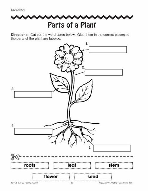 parts of plants worksheets | Click here: parts_of_a_plant.pdf to download the document. Parts Of A Plant Worksheet, Plant Worksheet, Plant Life Cycle Worksheet, Plants Kindergarten, How Plants Grow, Plants Worksheets, Phonics Reading Passages, Science Homework, Elementary Science Activities