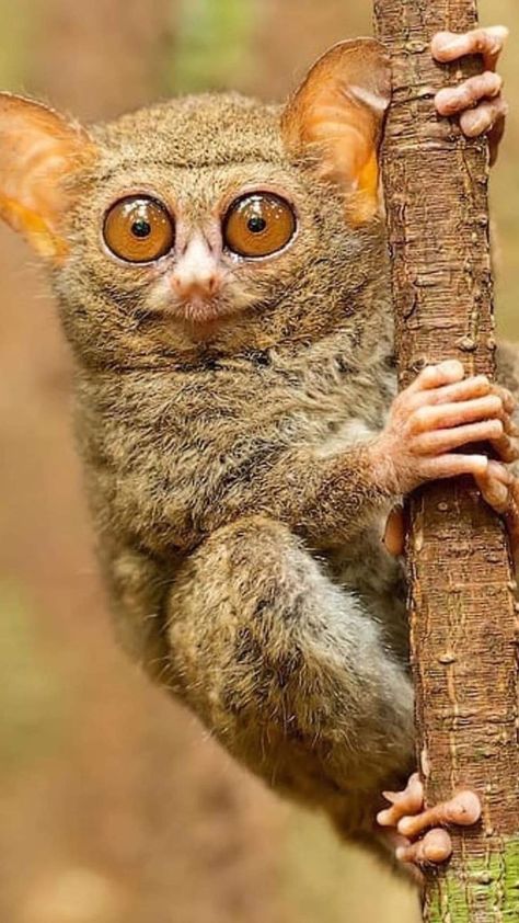 Tarsier Illustration, Pure Instinct, Bizarre Animals, Types Of Monkeys, Animal References, Unusual Animals, Animal Sketches, Cute Animal Pictures, Weird Animals