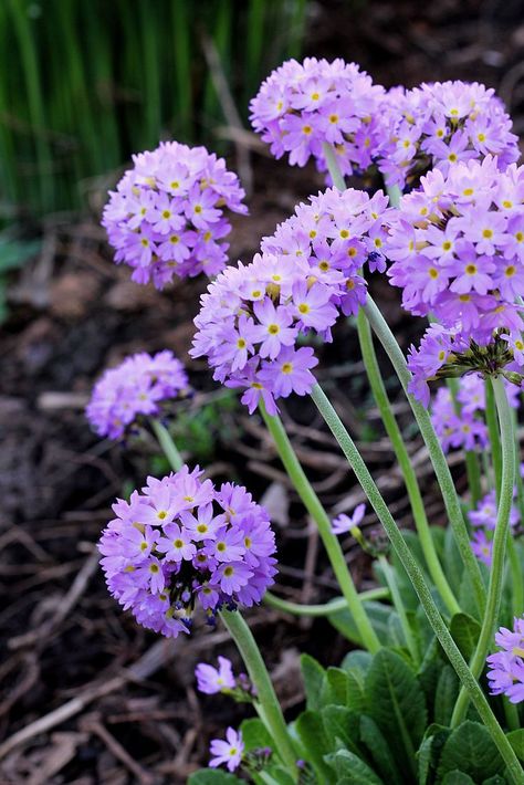 Primula Denticulata, Shade Loving Flowers, Sleeve Tattoos For Women, Shade Garden, Rock Garden, Spring Floral, How To Grow, Amazing Gardens, Tattoos For Women