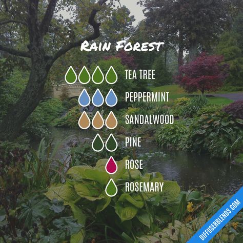 Rain Forest — Essential Oil Diffuser Blend Coriander Essential Oil, Lilin Aroma, Essential Oil Diffuser Blends Recipes, Cinnamon Oil, Sweet Fragrance, Essential Oil Diffuser Recipes, Oil Diffuser Recipes, Essential Oil Blends Recipes, Essential Oil Mixes