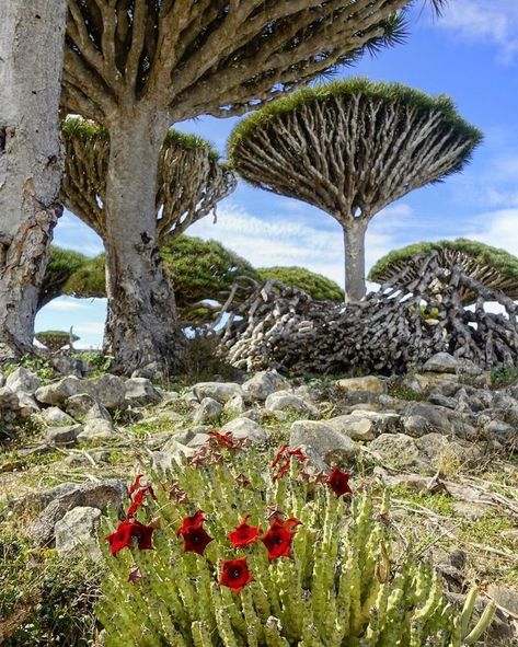 Trees in Socotra Socotra Island Yemen, Socotra Island, Dragon Blood Tree, Socotra, Mystical Places, Travel Japan, Unique Trees, Beautiful Flowers Wallpapers, Nature Tree