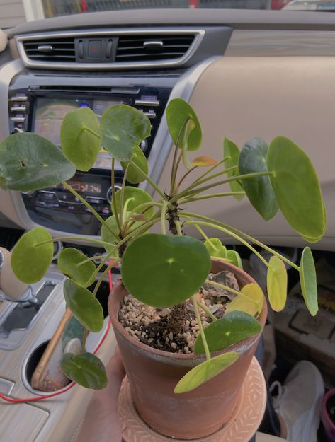 Chinese Money Plant Aesthetic, Sprout Aesthetic, Plants Leaves, Chinese Money Plant, Money Plant, Plant Aesthetic, Pretty Plants, Wren, Green Plants